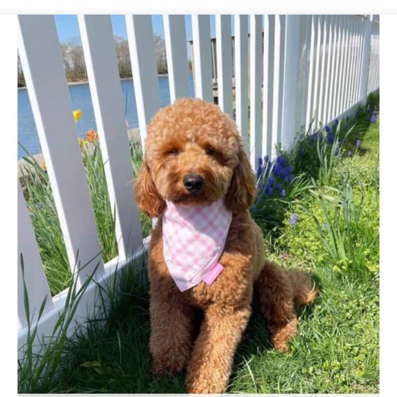 Stoney Clover Lane X Target Dog Bandana Pink Gingham Reversible NWT - Picture 4 of 4
